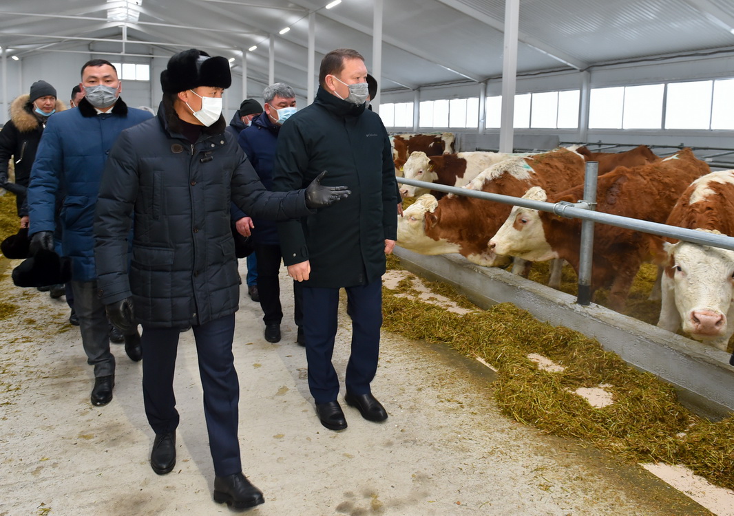 10 dairy farms and 2 fattening sites will be launched in North Kazakhstan region  