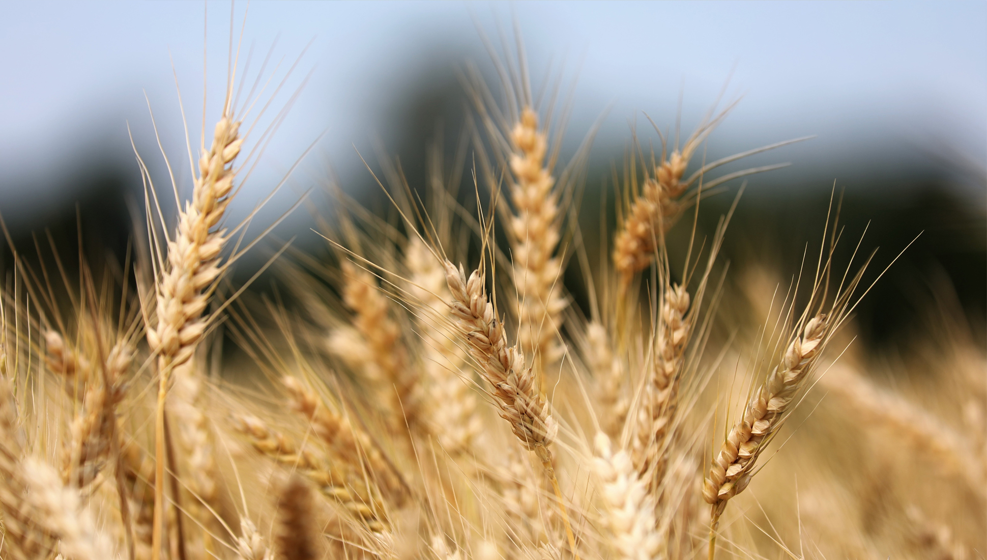 В России рекордными темпами падают цены на зерновые 