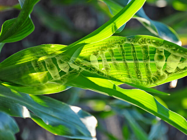 Технология генетических «ножниц» кардинально повышает урожайность и качество сельхозкультур 