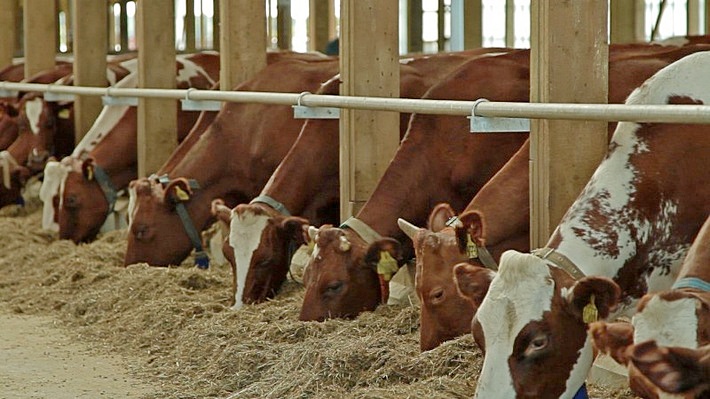The first robotized milk plant will appear in Pavlodar