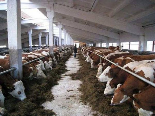 Минсельхоз существенно увеличил субсидии для отрасли молочного животноводства
