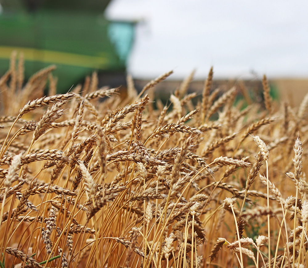 В Казахстане намолочено 15,9 млн тонн зерна