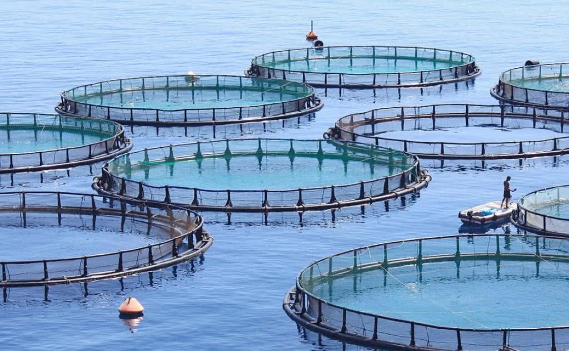 EEC introduces a zero rate of import customs duties on fish cages for the cultivation of salmon