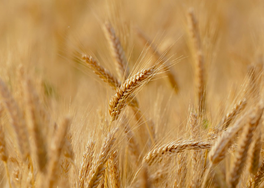 Минсельхоз озвучил закупочные цены на пшеницу