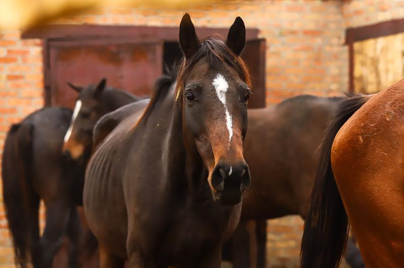 В Тюлькубасском районе на 112,9% увеличилось поголовье лошадей