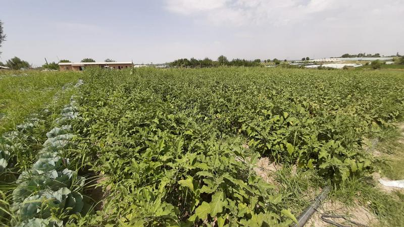 Метод получения до трех раз урожая с одной площади применяют в Сарыагашском районе Туркестанской области 