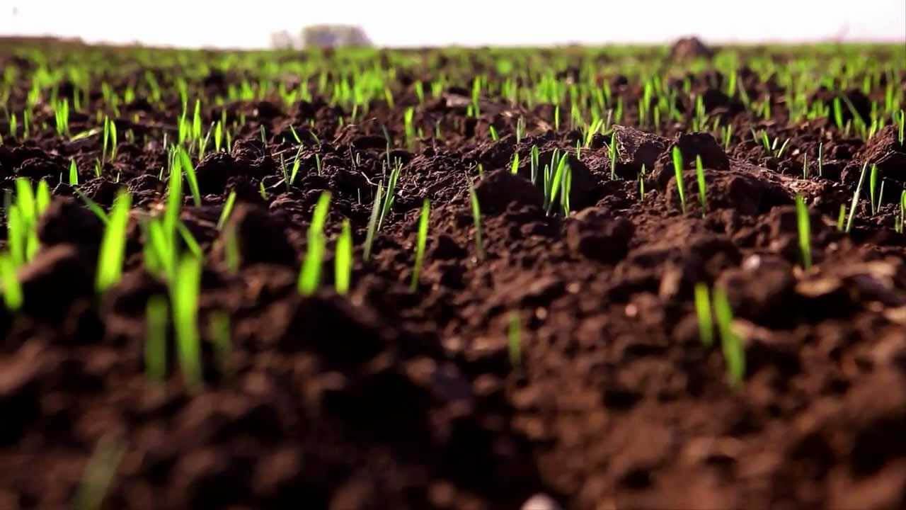 В Кыргызстане внедряют урожайный метод посева