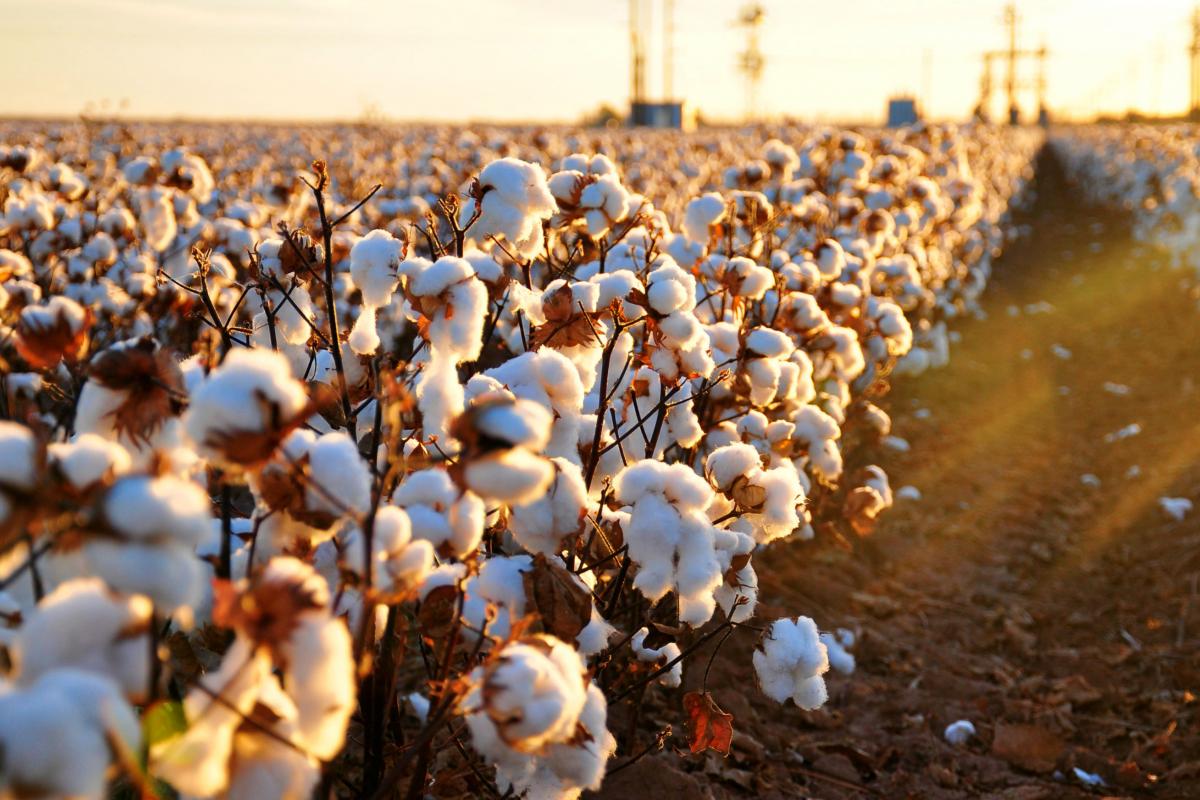 Farmers oppose the reduction of cotton and rice fields