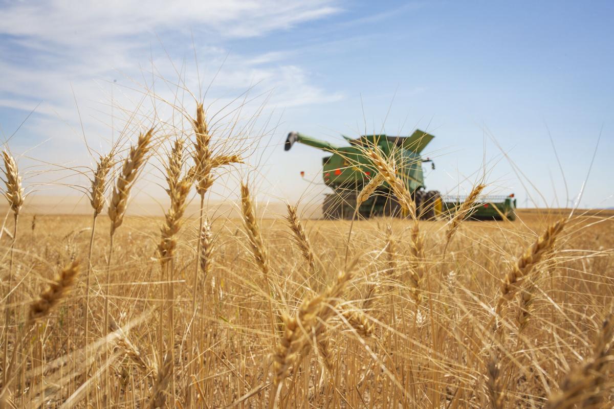 В стране намолочено 16,1 млн тонн зерна