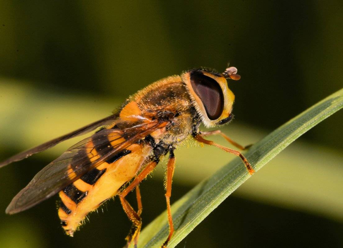 Hoverflies can get rid of wheat aphids