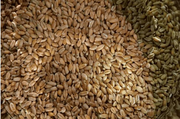 Более двух млн тонн зерна поставила Акмолинская область на экспорт