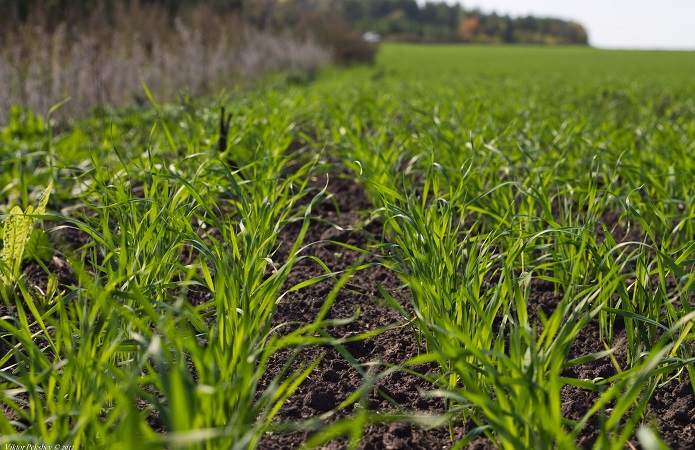 Благоприятное развитие яровых культур и озимой пшеницы зафиксировал «Казгидромет»