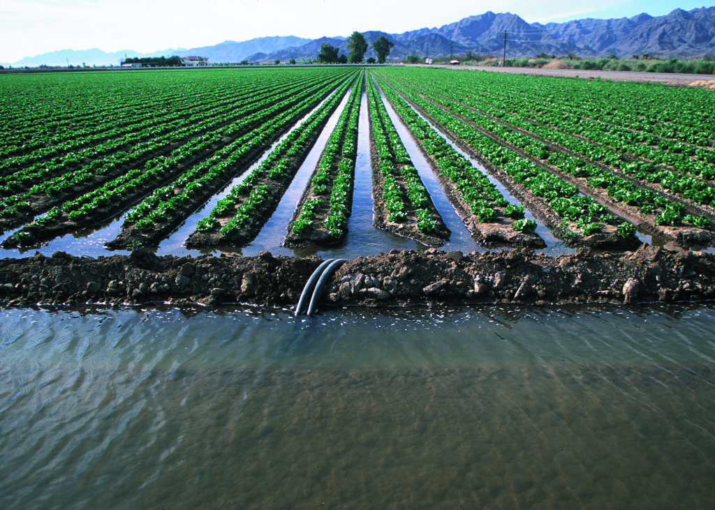 Irrigation water will be sufficient this season