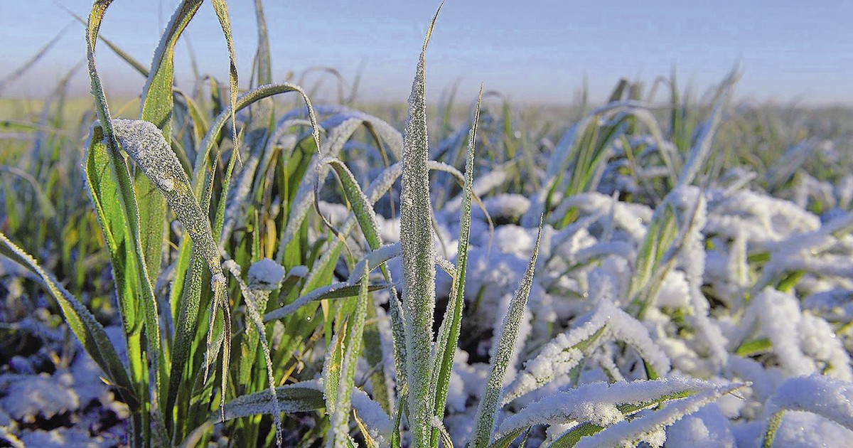 Эксперты волнуются за зимостойкость озимых
