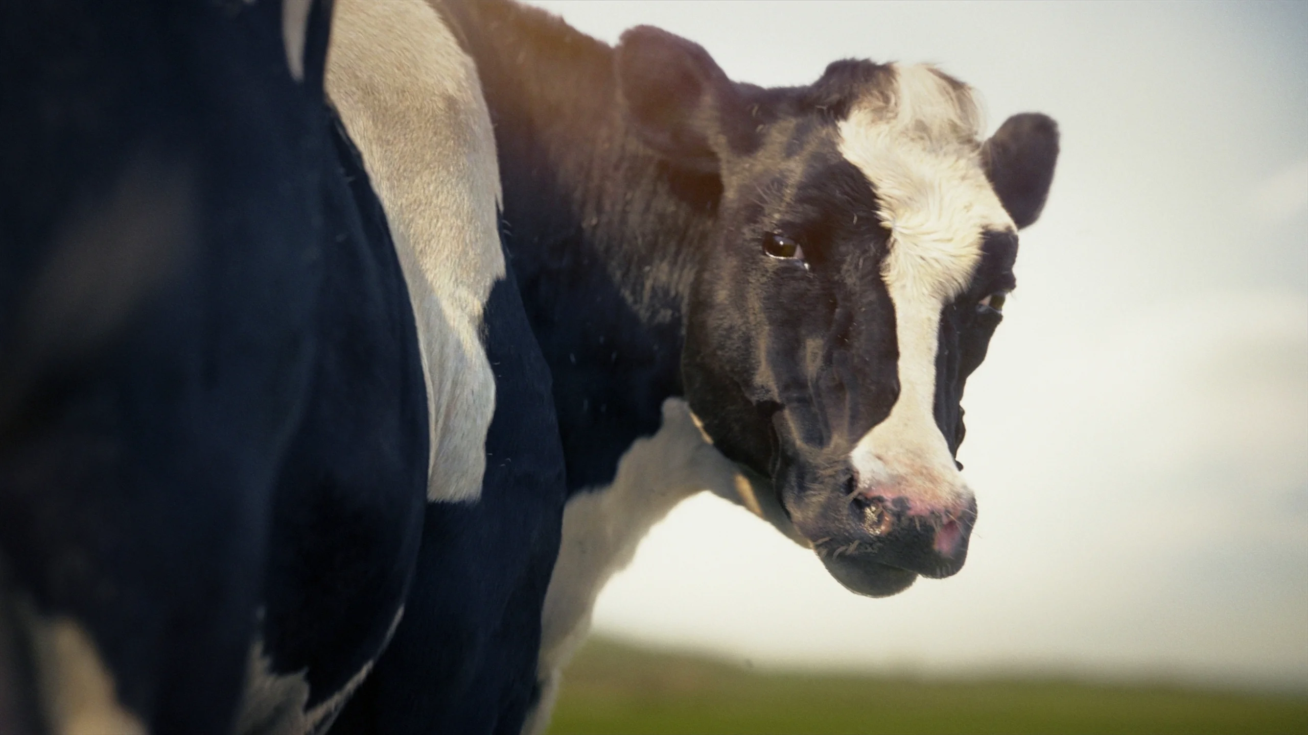 Массовое заболевание скота в Атырауской области