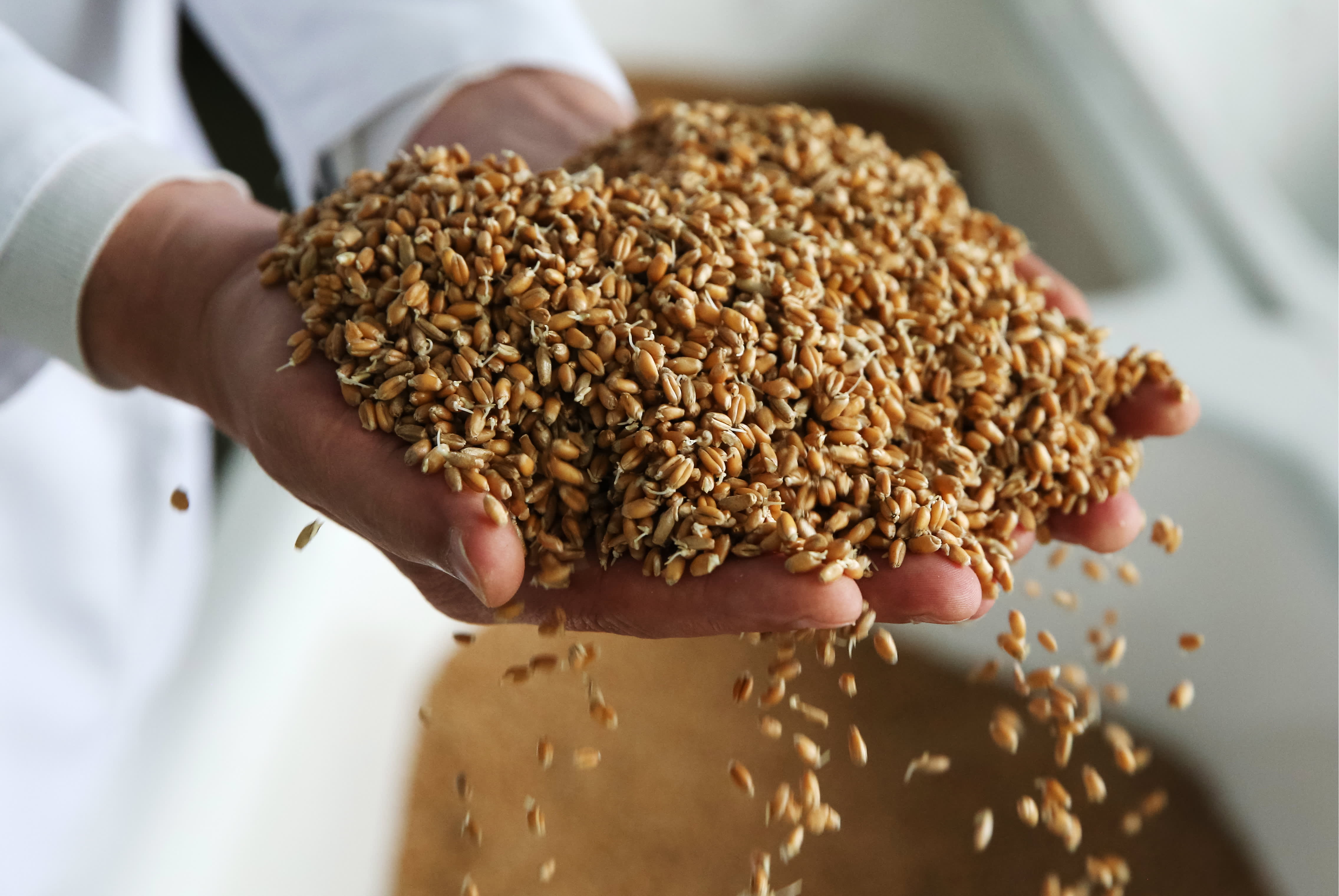 Комплекс по глубокой переработке пшеницы построят в Костанайской области