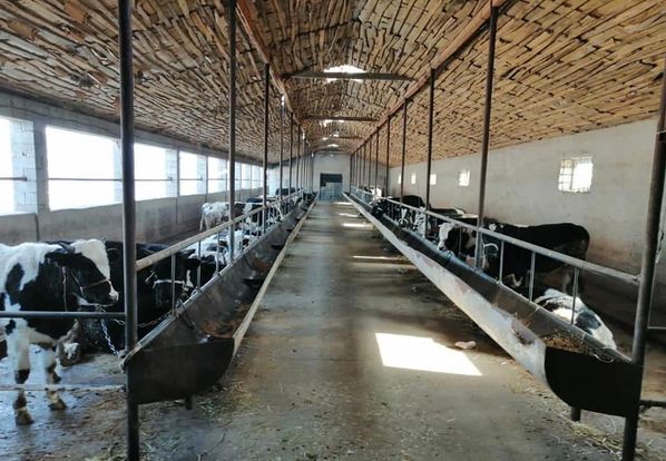 Увеличить производство мяса планируют в Шымкенте