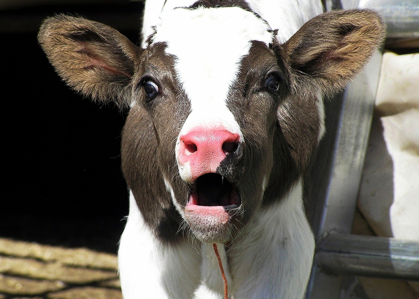 Животноводы Казахстана зарабатывают меньше всех