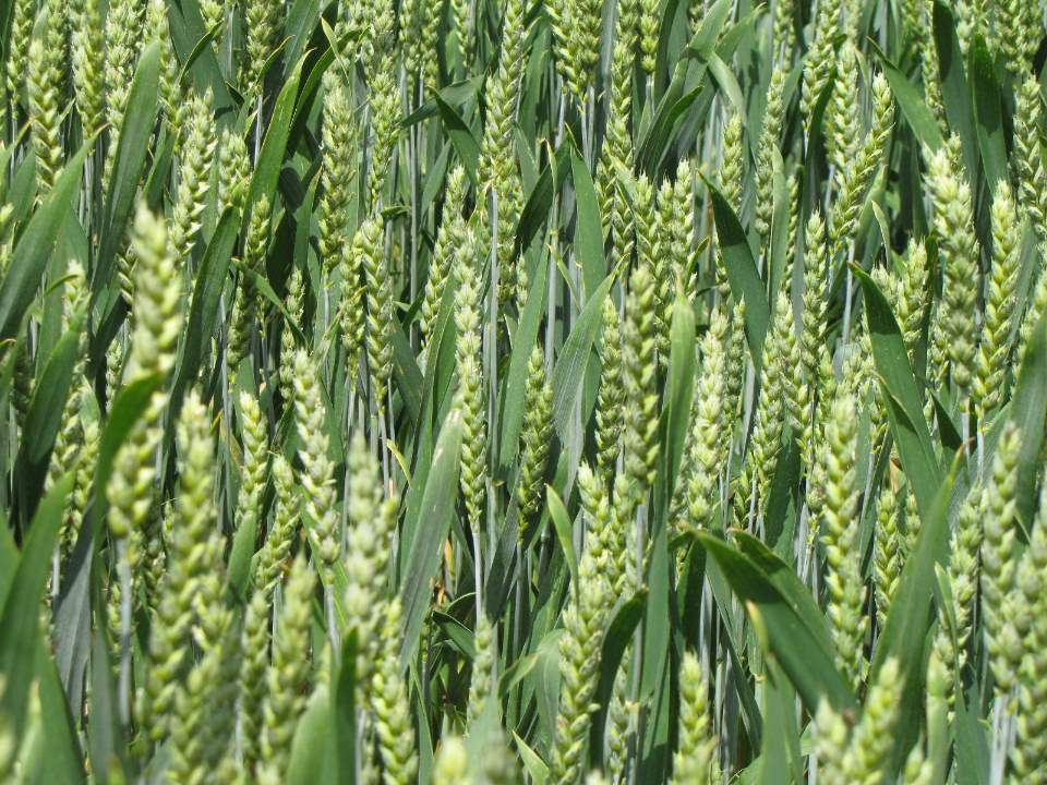 The vegetation of wheat stopped due to the forest in the southern regions of Kazakhstan 