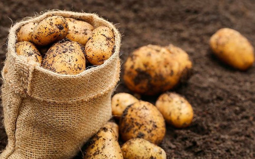 The harvesting of potatoes and vegetables completed in the East Kazakhstan region