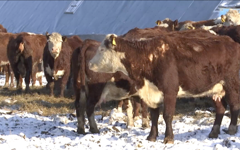 Оценивать быков-производителей по продуктивности и качеству потомства учатся в Павлодарской области