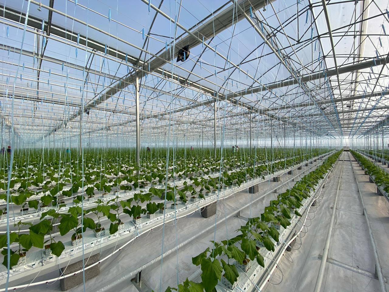 Shymkent plans to create an agro-industrial zone and build new greenhouses