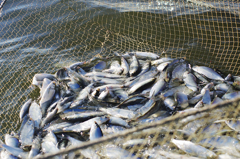Комитет рыбного хозяйства создан в Казахстане