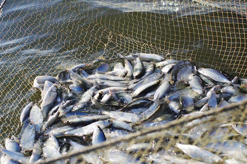 Fishery Committee was established in Kazakhstan