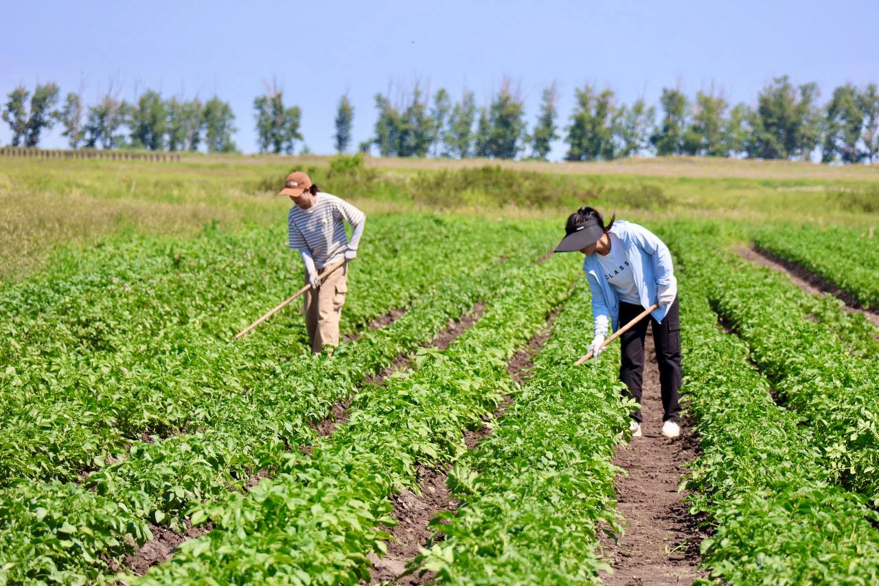 Chinese potatoes are being tested in Kostanai oblast