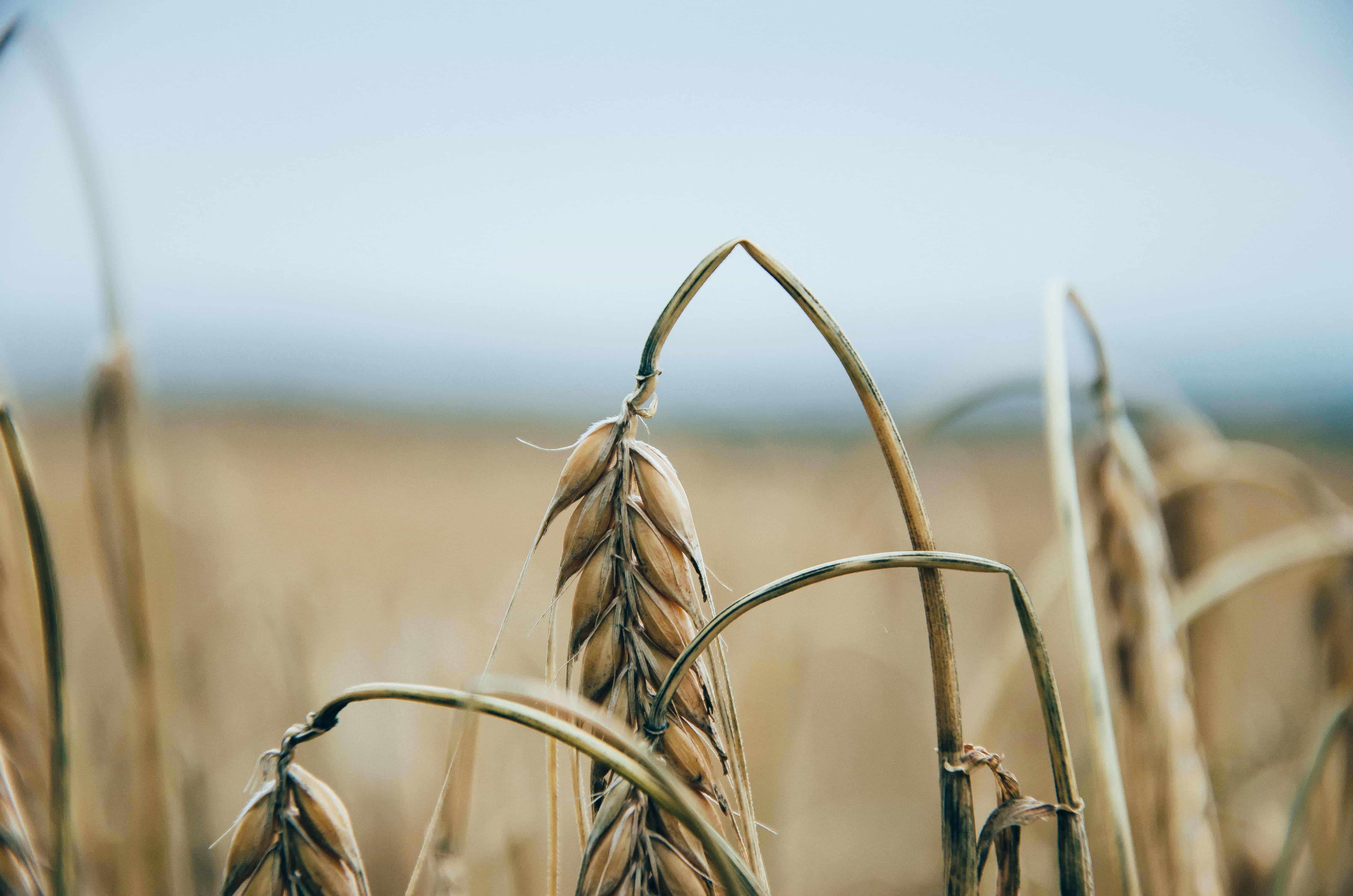 Засуха сократит производство пшеницы в Казахстане  