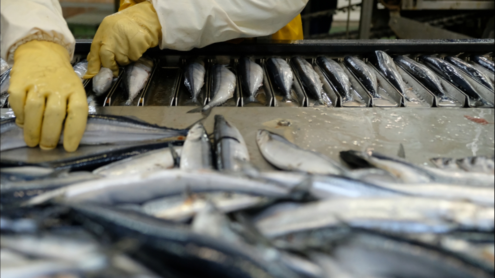 Производство рыбы упало вдвое в Казахстане