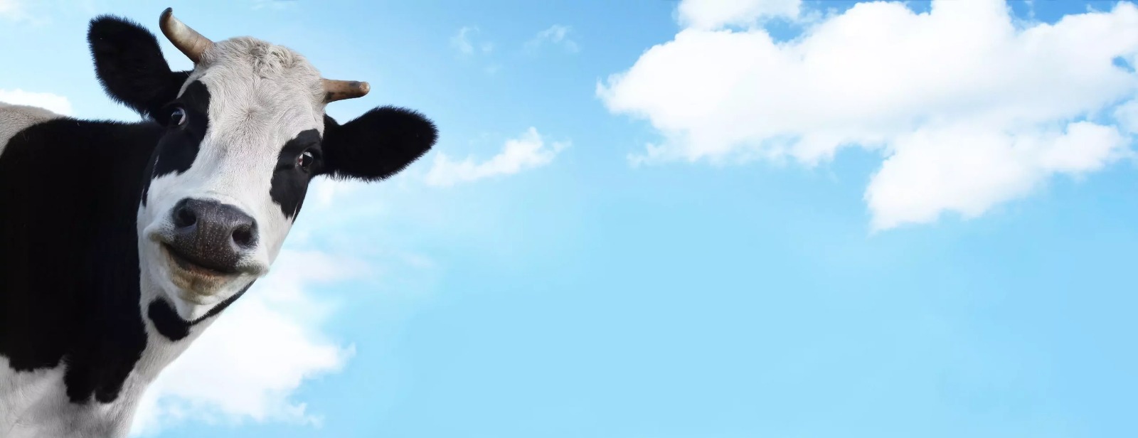 В животноводство вливают 240 млрд тенге