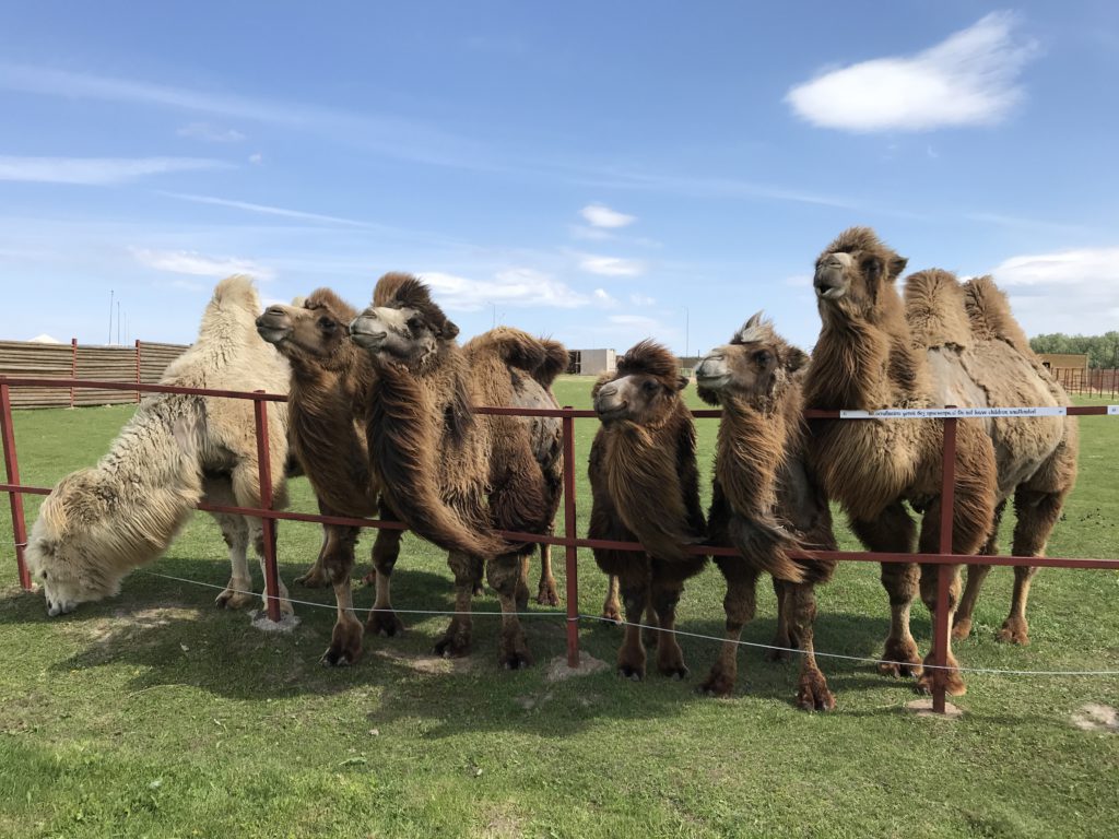Верблюжья ферма за 1 млрд тенге появится в Казахстане