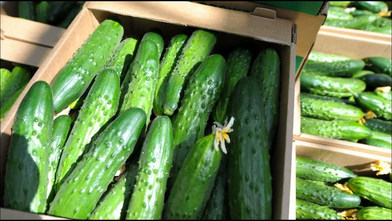 Imported cucumbers deprive vegetable growers of earnings