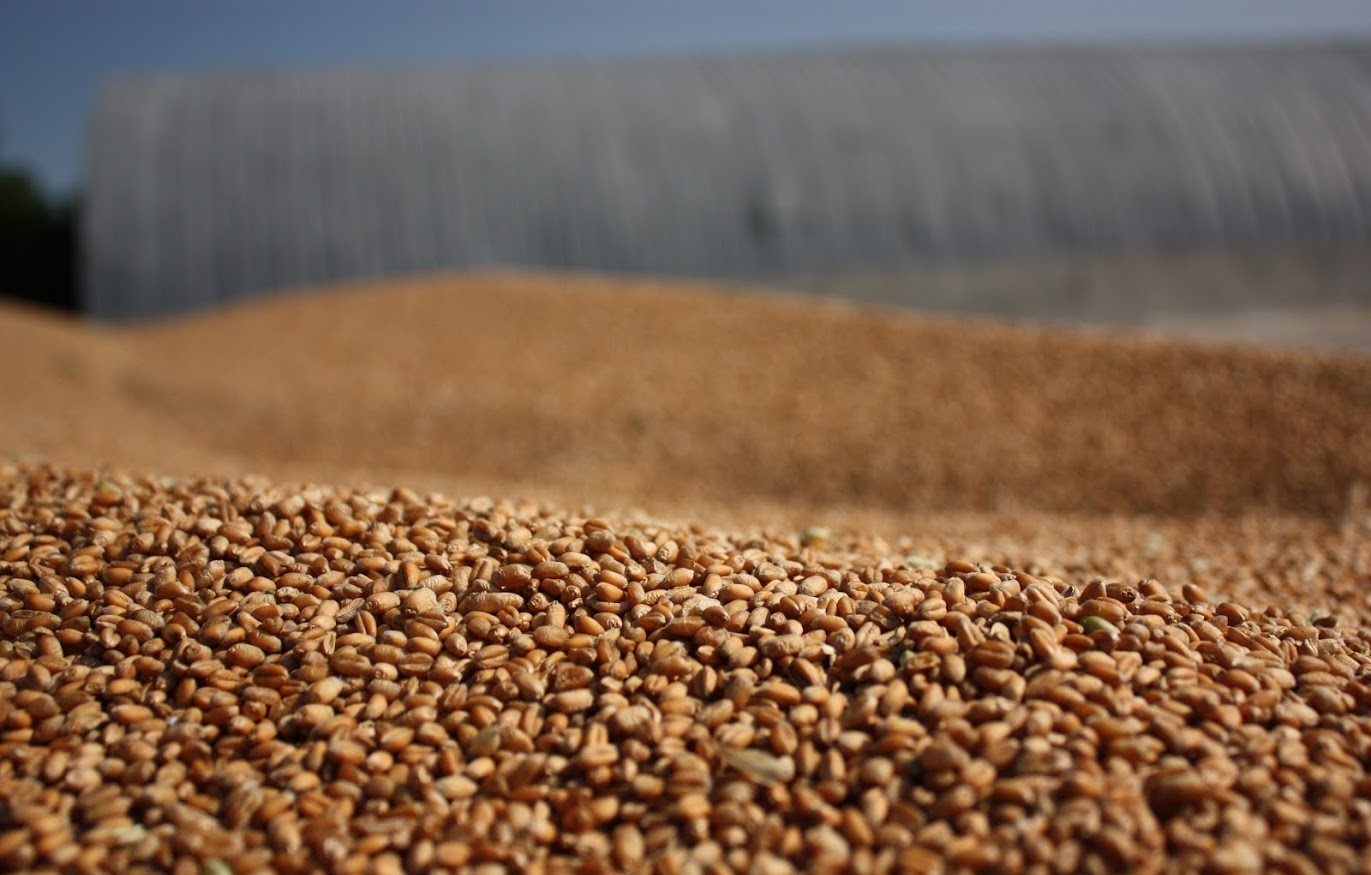 Рекордные объемы зерновых импортировал Казахстан из России 