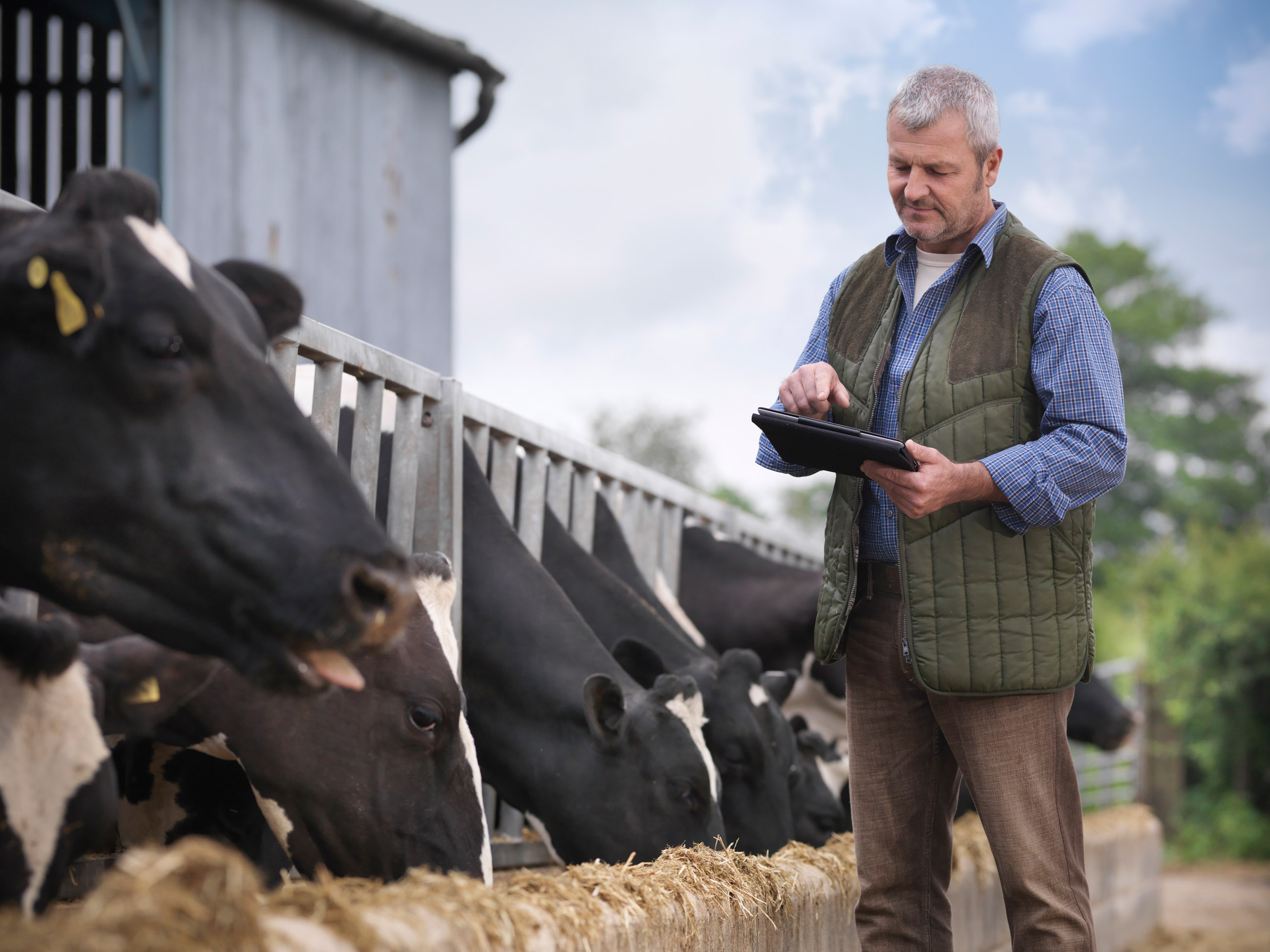 Как получить субсидии в животноводстве: Минсельхоз даст онлайн-консультацию фермерам
