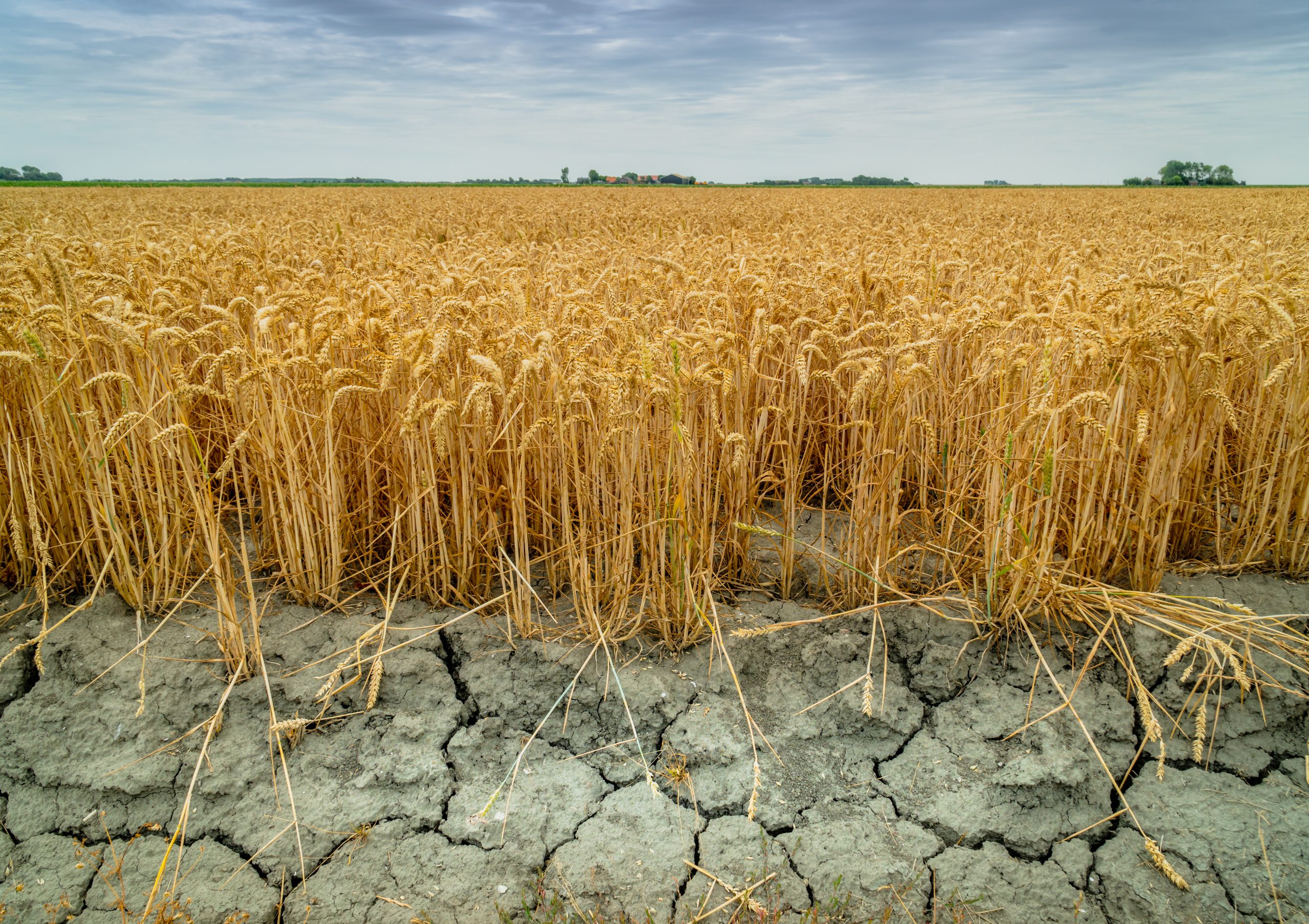 Льготное страхование посевов от засухи завершится 15 апреля