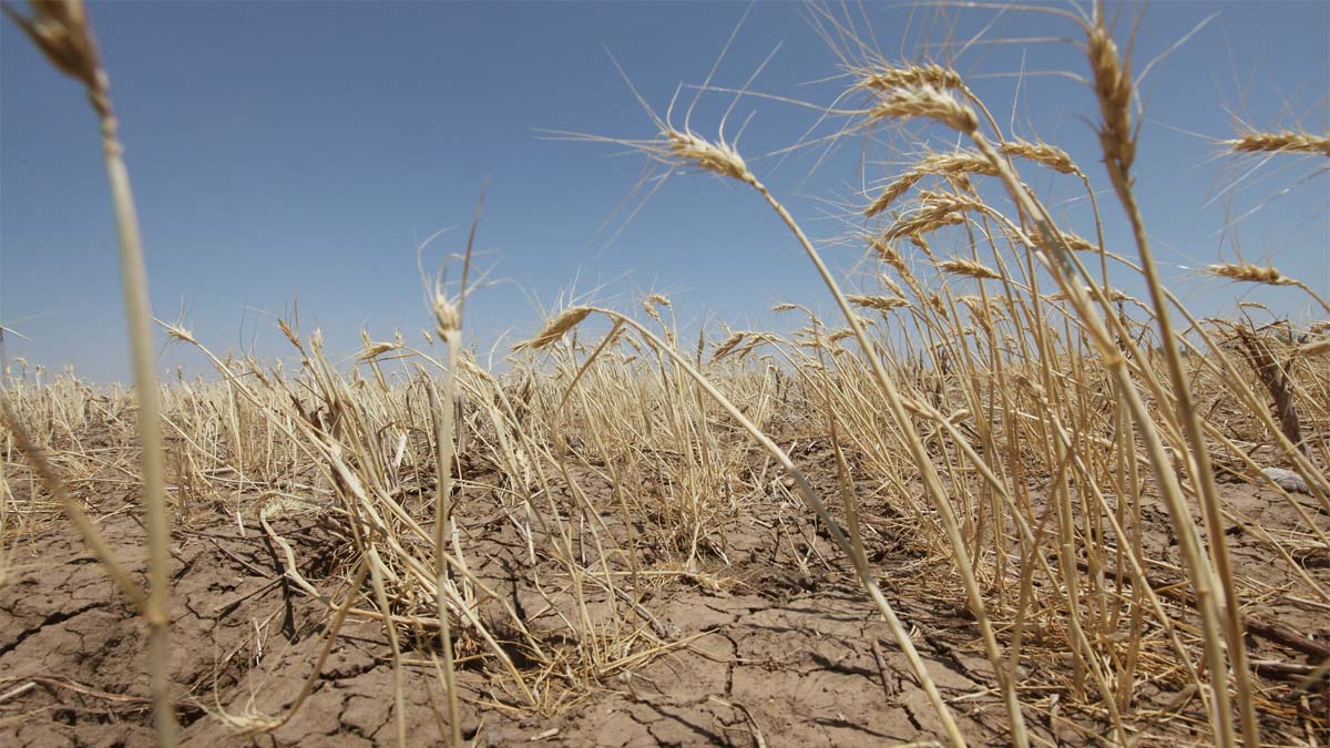 Europe's cereal harvest suffers due to bad weather