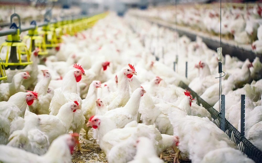 Poultry farm for 19 billion tenge is being built in East Kazakhstan region 