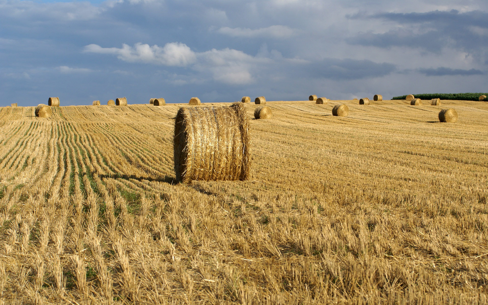 The course of the harvesting campaign