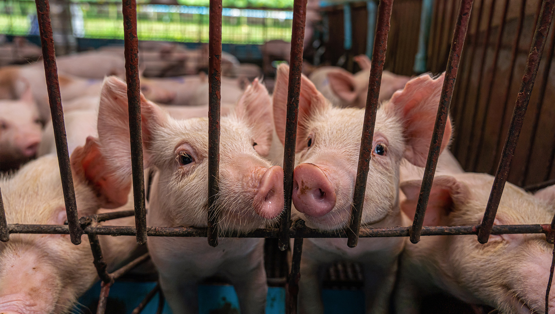 A pig farm was illegally allocated land in East Kazakhstan Region