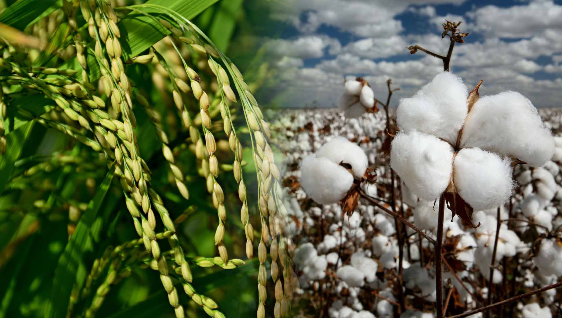 Сократить посевы риса и хлопка призывают фермеров