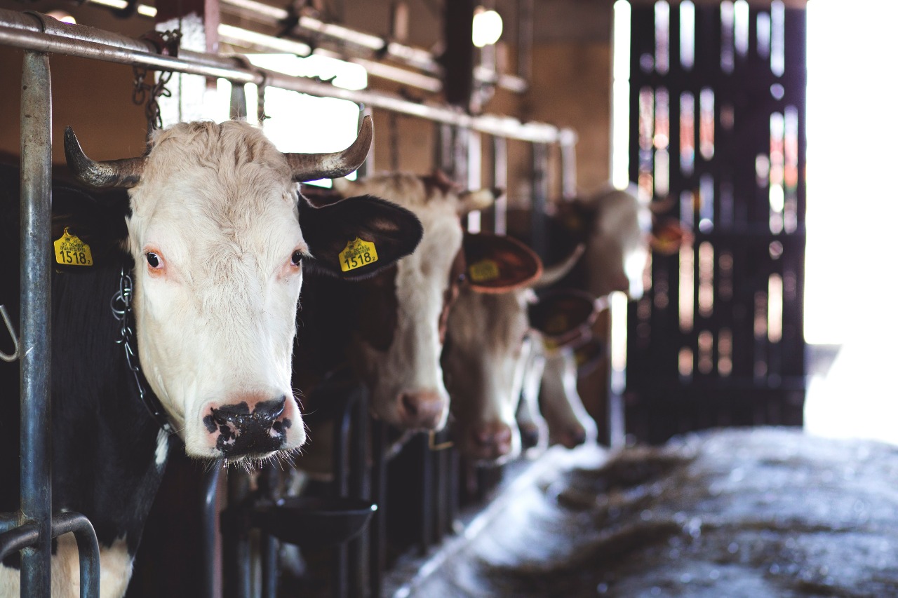Новые молочные фермы откроют в СКО до конца года