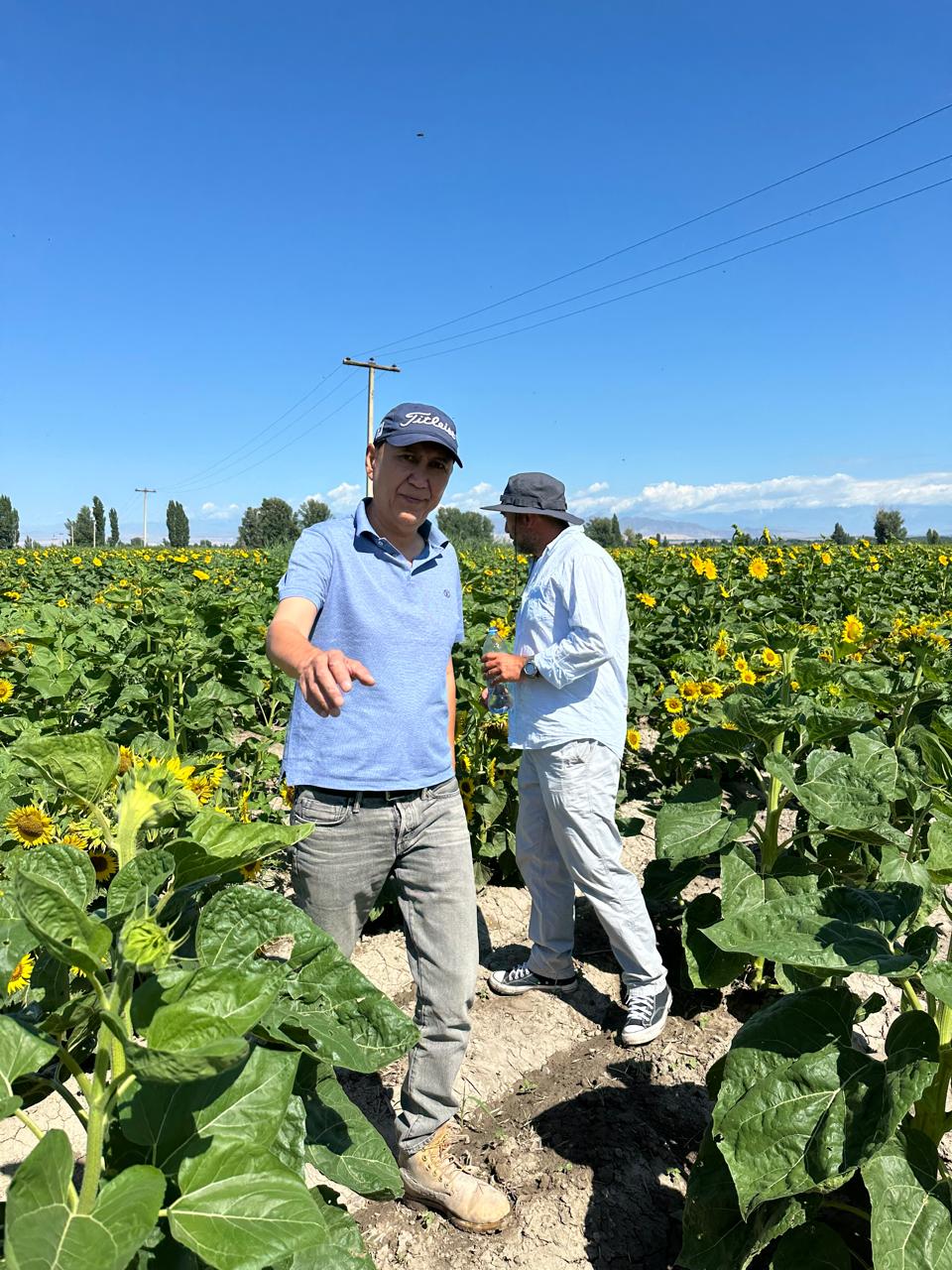 Единственный в Казахстане: этот культиватор меняет подход к семеноводству