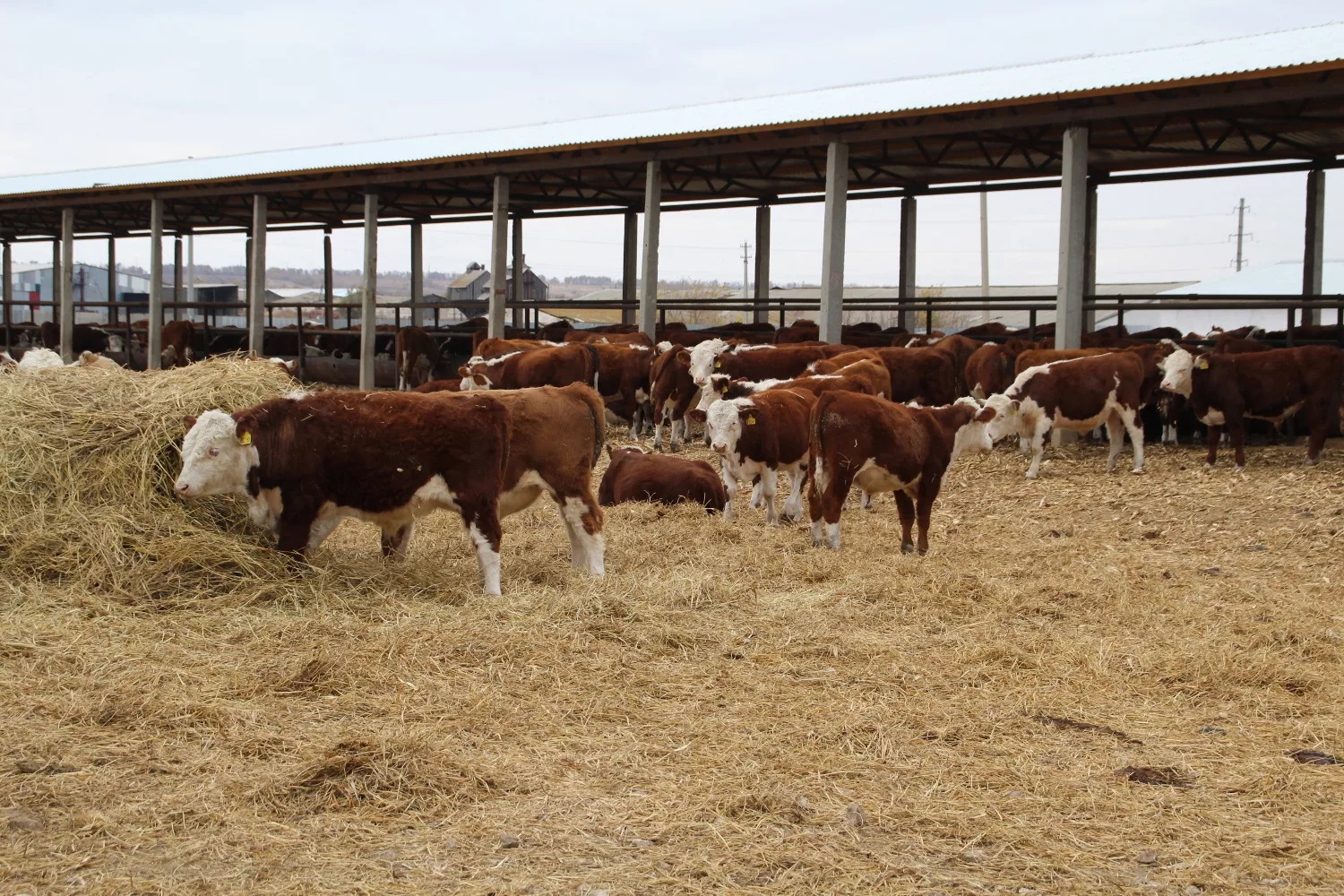 Низкие цены на мясо погубят фермеров