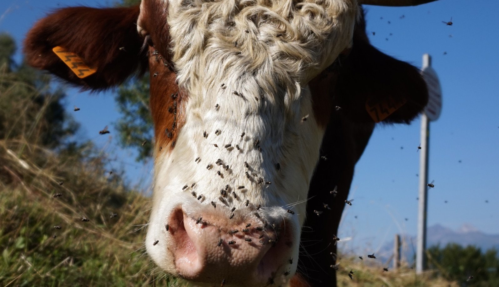 Flies are a direct source of mastitis in cows 