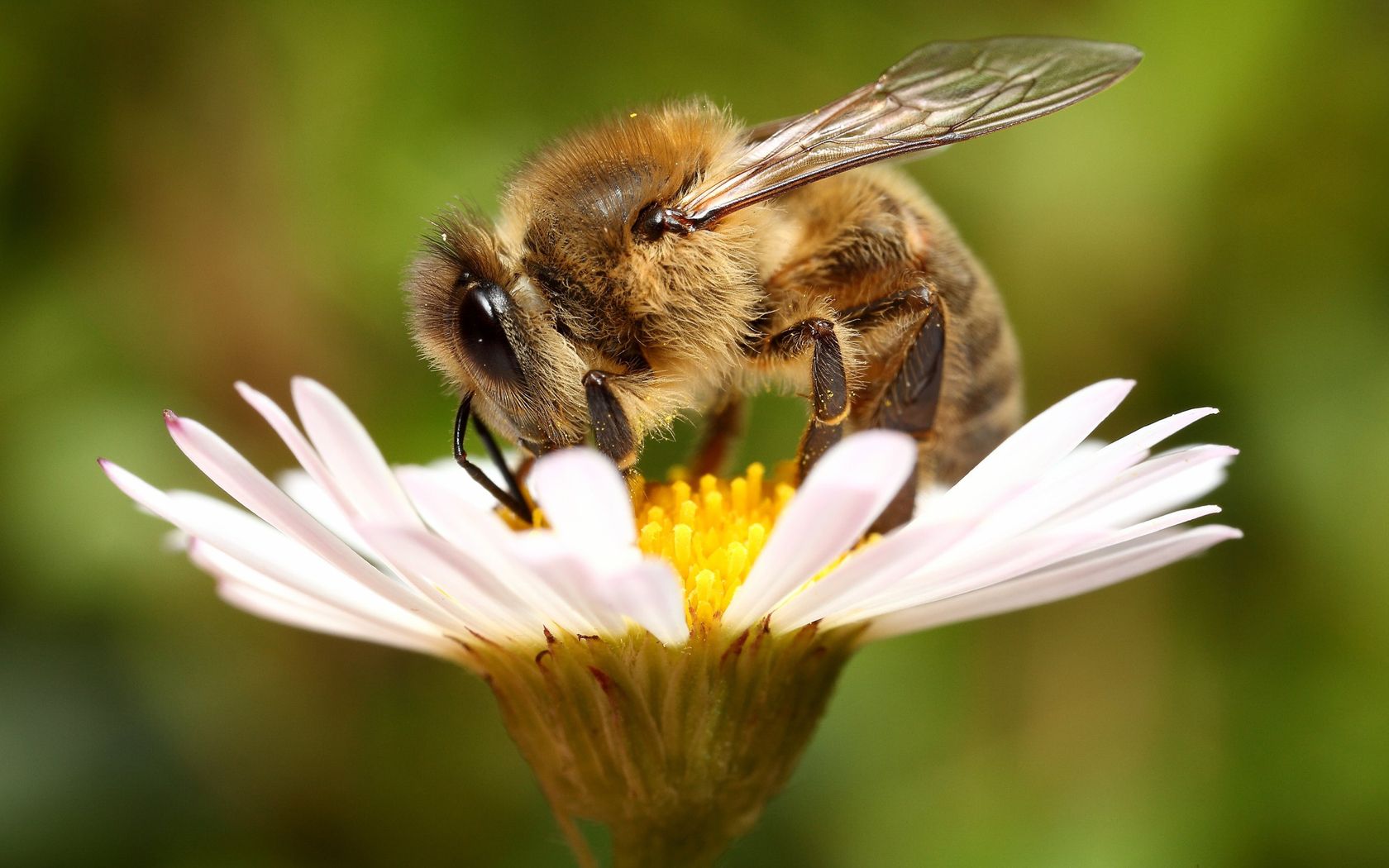 Сокращение популяции пчел угрожает продовольственной безопасности мира, считают в ФАО