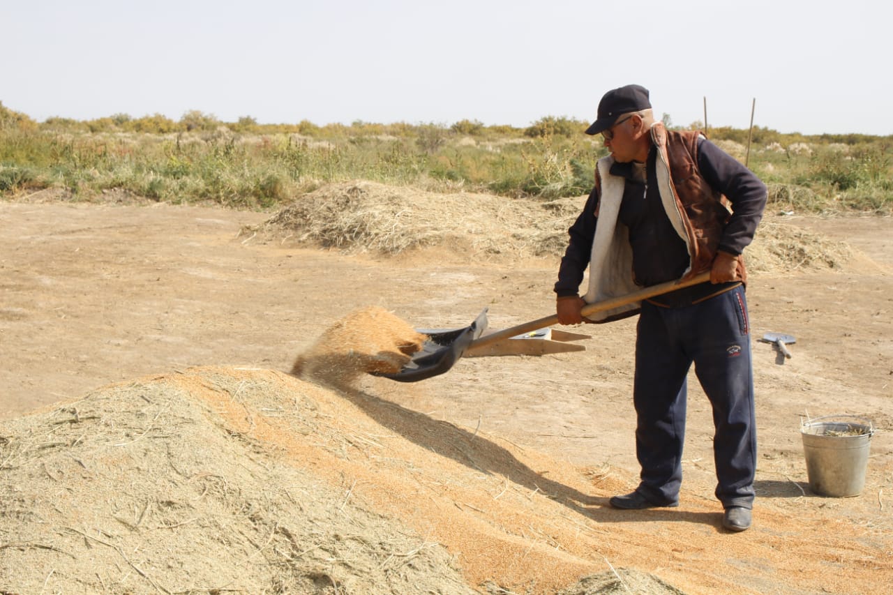 Уборку проса завершают в Жамбылской области 