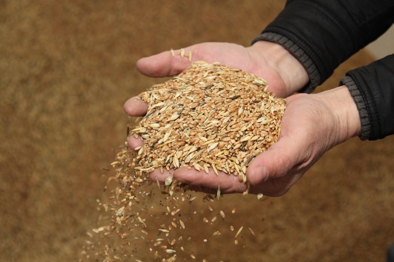 Kazakhstan increased imports of Russian wheat
