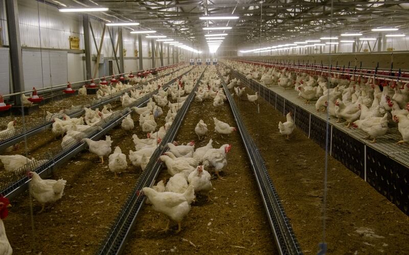 Алматинская область полностью обеспечена мясом птицы 